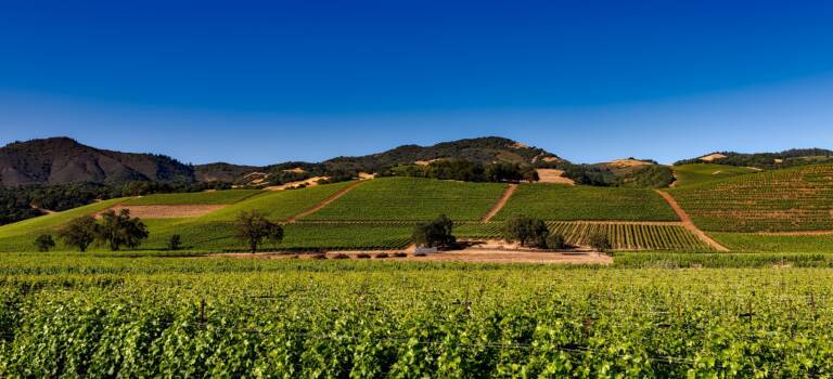 Weingut