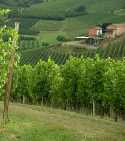bild-cestevini-5-4 Cantina Ceste Vini