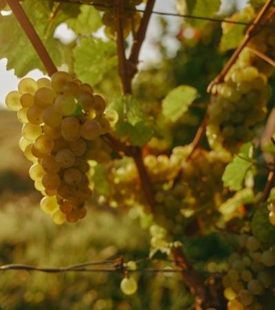 bild-iamnotwine-7-4-2 bild-iamnotwine-7-4-2