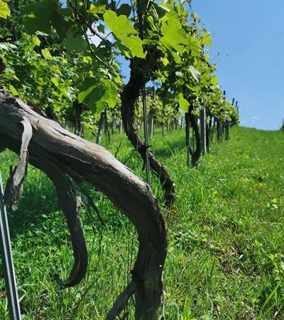bild-kluiberuhudler-3-4 Weinbau Kluiber