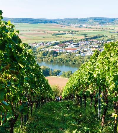 bild-korbuswine-4-4 Korbus Wein