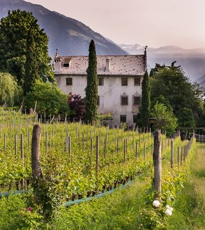 bild-kraenzelhof-5-4 Weingut Kränzelhof