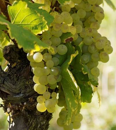 bild-weingut-4-4 Weinreben