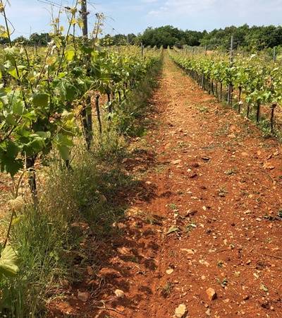 bild-weingut-trapan-6-4 Weingut Trapan