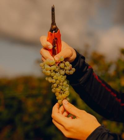 bild-weingutgehring-2-4 Weingut Gehring