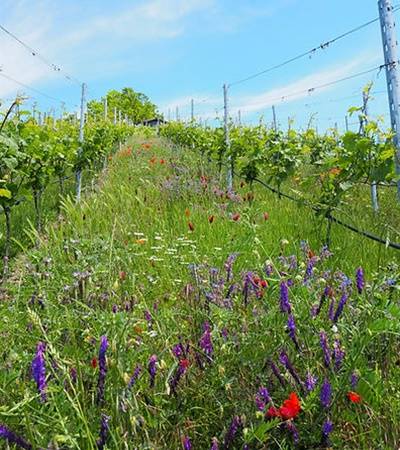 foto-weinbauwieder (8)-4 Weinbau Wieder