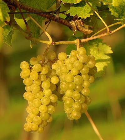 foto-weinreben-4-4 Weinreben