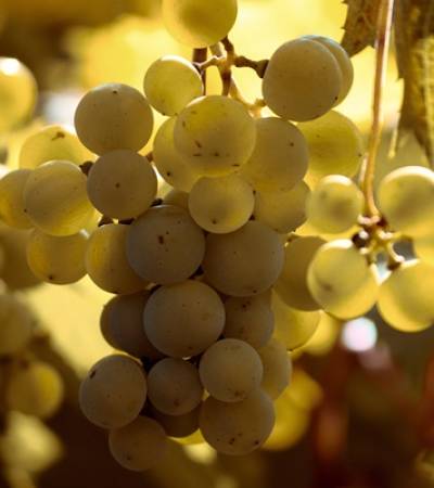 wine (234)-4 wine (234)-4