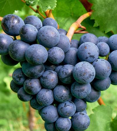 wine-500 wine-500